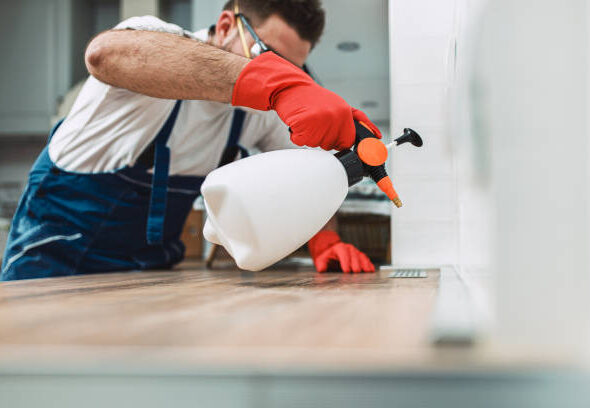 شركة مكافحة حشرات فى التجمع الاول